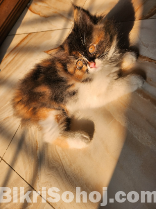 অরিজিনাল পার্সিয়ান বিড়াল মা সহ বাচ্চা